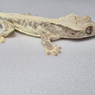 릴리화이트 풀핀 화이트