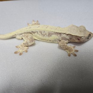 릴리화이트 풀핀 화이트