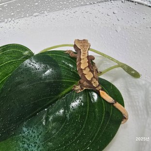 노멀 할리퀸