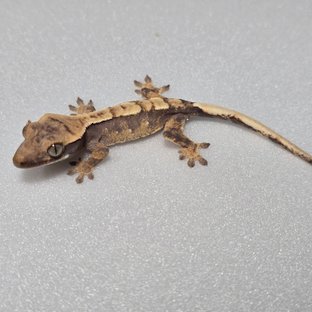 노멀 화이트포트홀 할리퀸