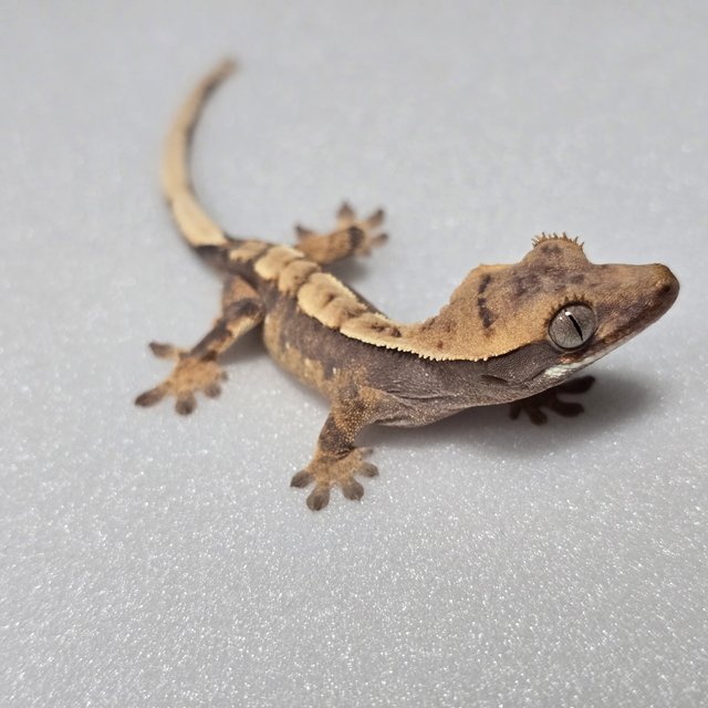 노멀 화이트포트홀 할리퀸