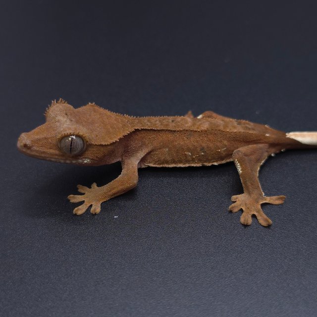 노멀 팬텀 벅스킨 바이 패턴리스 레드