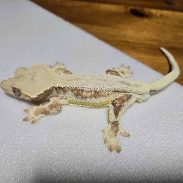 릴리화이트 크림시클 화이트핀 풀핀