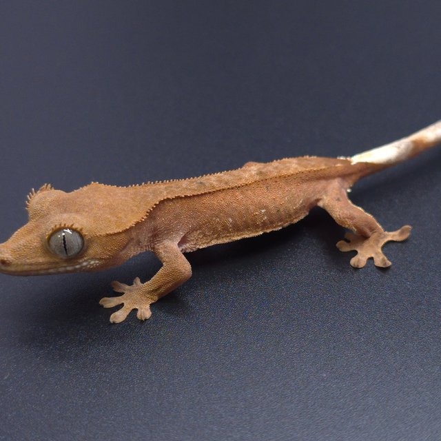 노멀 팬텀 패턴리스 바이 레드 벅스킨