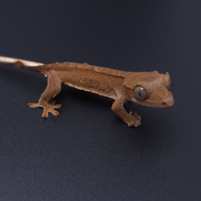 노멀 팬텀 벅스킨 바이 패턴리스 레드