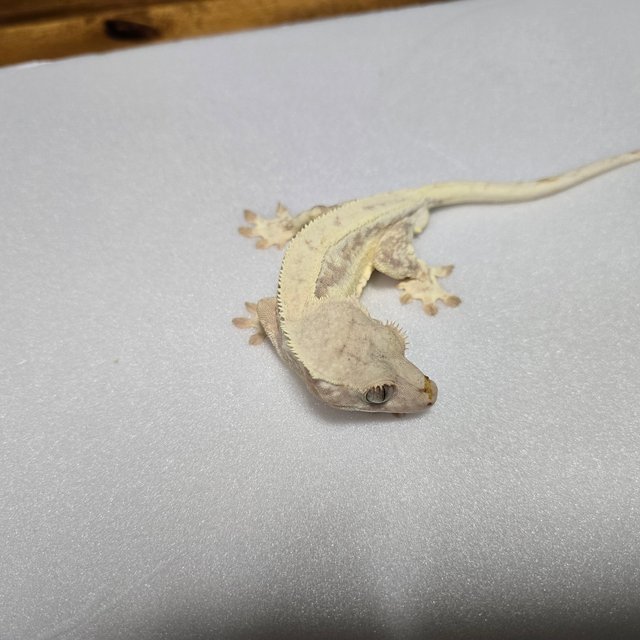 릴리화이트 풀핀 화이트