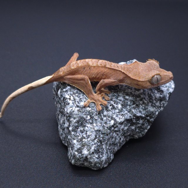 노멀 패턴리스 벅스킨 레드 바이