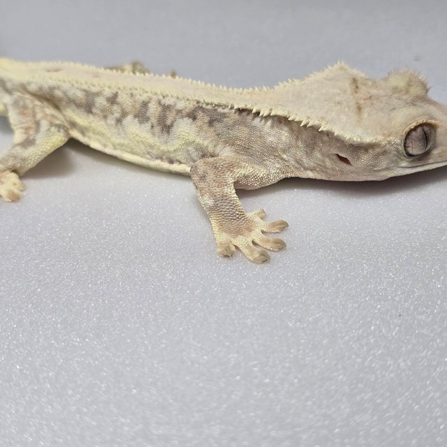 릴리화이트 풀핀 화이트