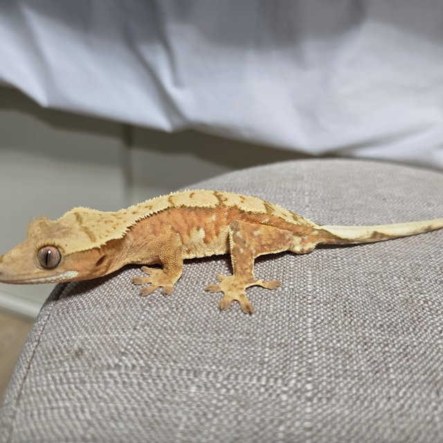 노멀 옐로우 레드 할리퀸 달마시안