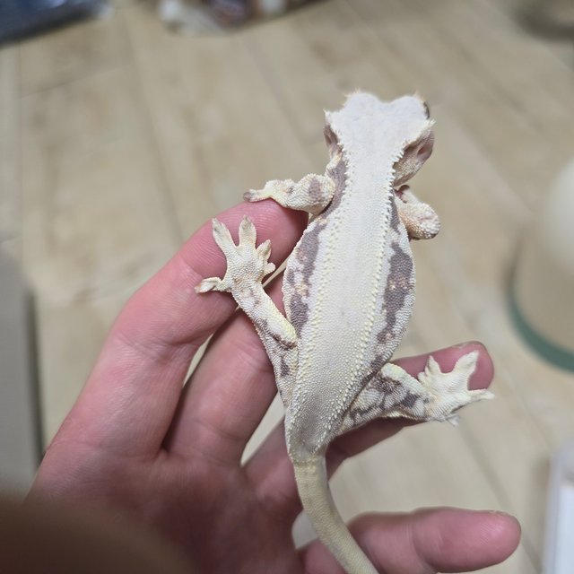 릴리화이트 솔리드백 화이트핀 화이트