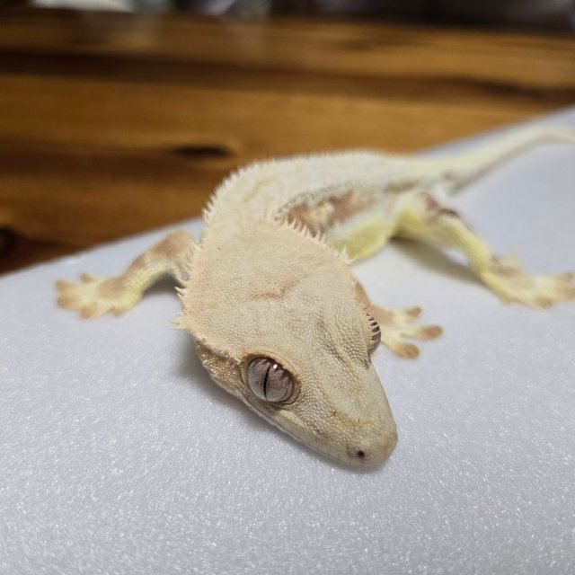 릴리화이트 크림시클 화이트핀 풀핀