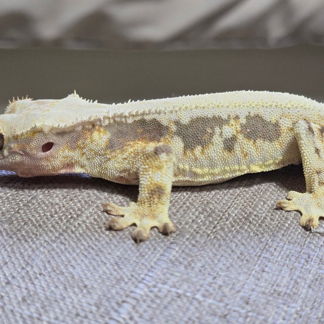 릴리화이트 솔리드백 화이트핀 화이트