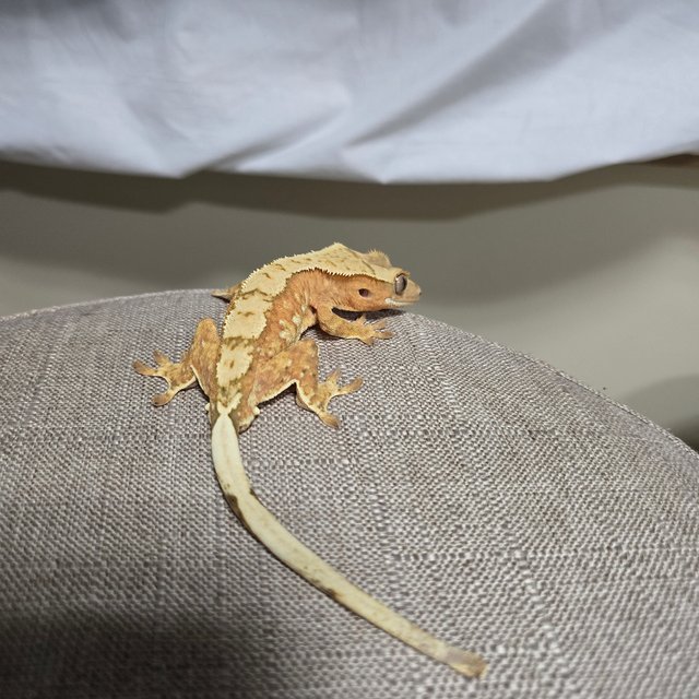 노멀 옐로우 레드 할리퀸 달마시안