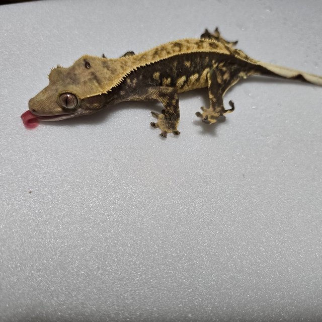 노멀 다크 블랙