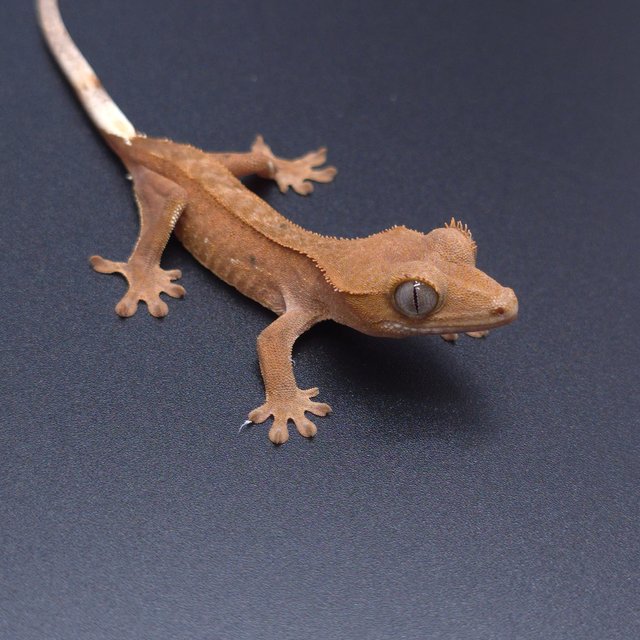 노멀 팬텀 패턴리스 바이 레드 벅스킨