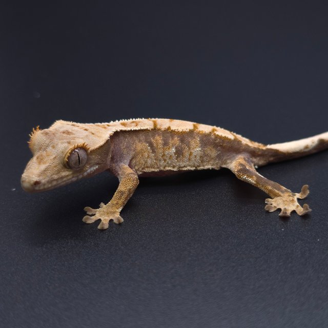 노멀 트라이 할리퀸