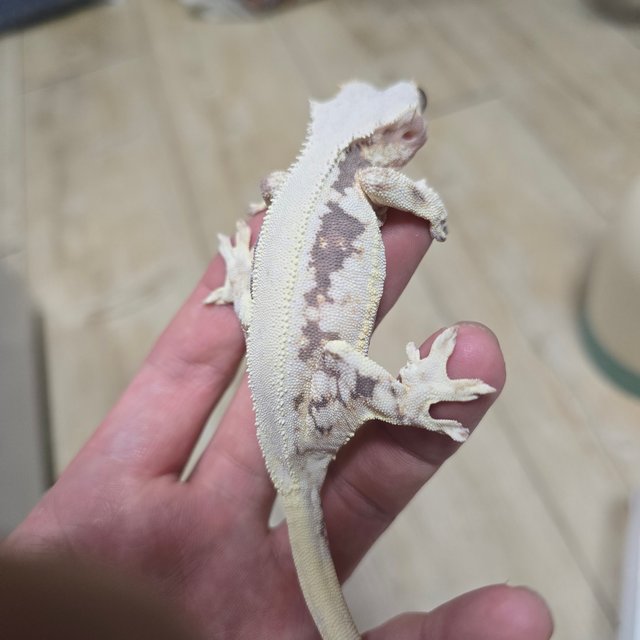 릴리화이트 솔리드백 화이트핀 화이트