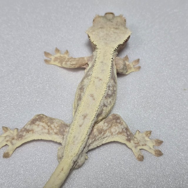 릴리화이트 풀핀 화이트