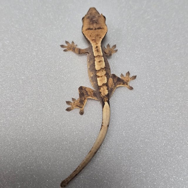 노멀 화이트포트홀 할리퀸