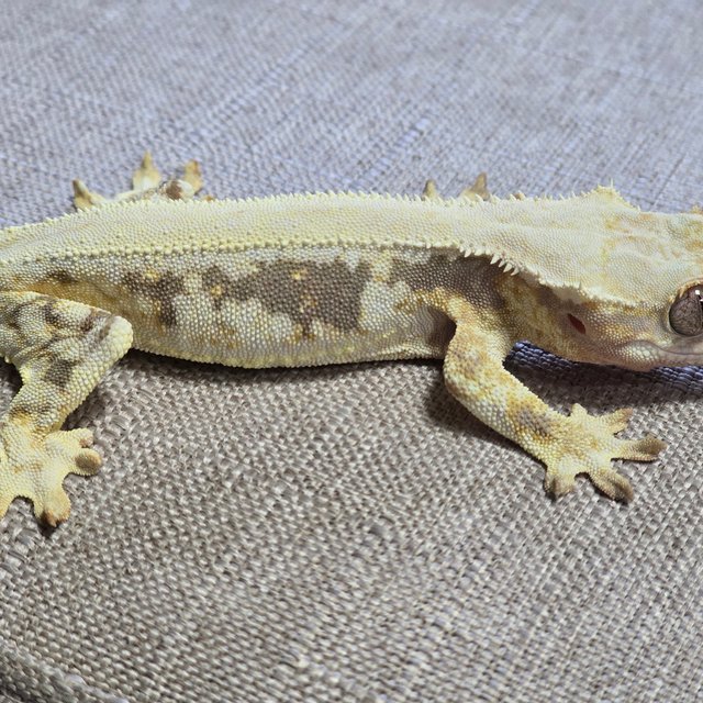 릴리화이트 솔리드백 화이트핀 화이트