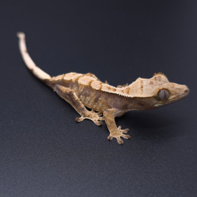 노멀 트라이 할리퀸