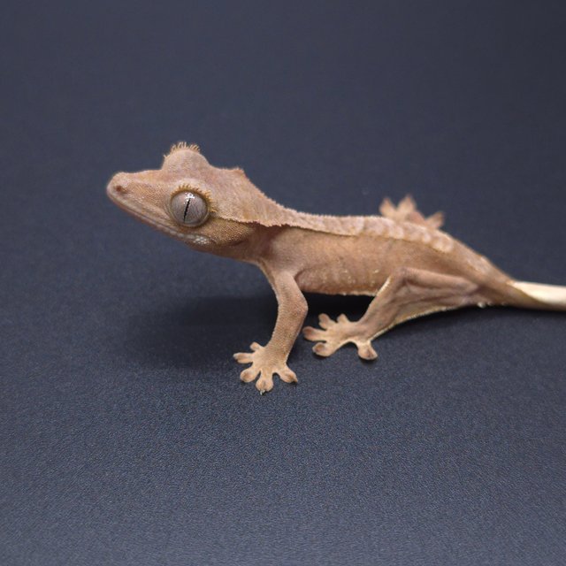 노멀 패턴리스 팬텀 벅스킨 바이 레드