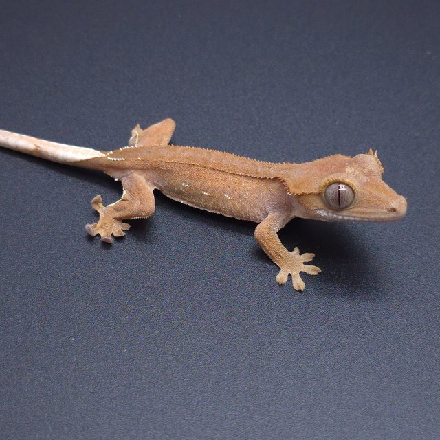 노멀 패턴리스 팬텀 바이 벅스킨 레드