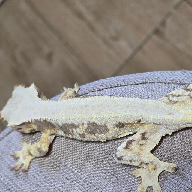 릴리화이트 솔리드백 화이트핀 화이트