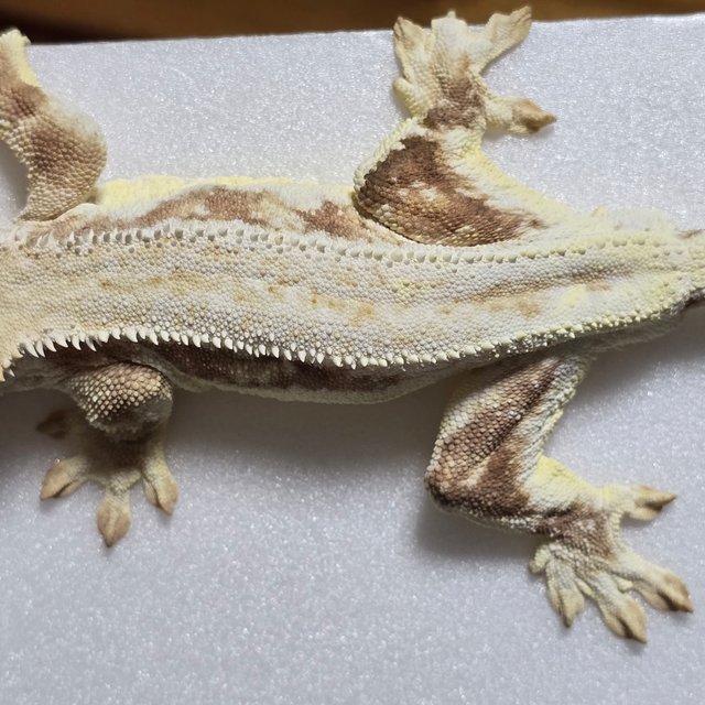 릴리화이트 크림시클 화이트핀 풀핀