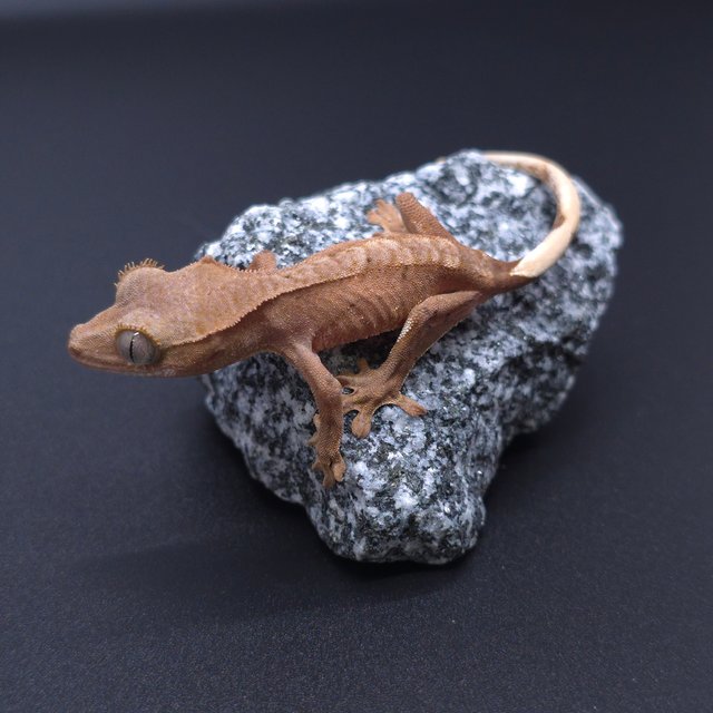 노멀 패턴리스 벅스킨 레드 바이