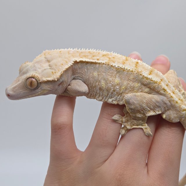 트라이 화이트스팟