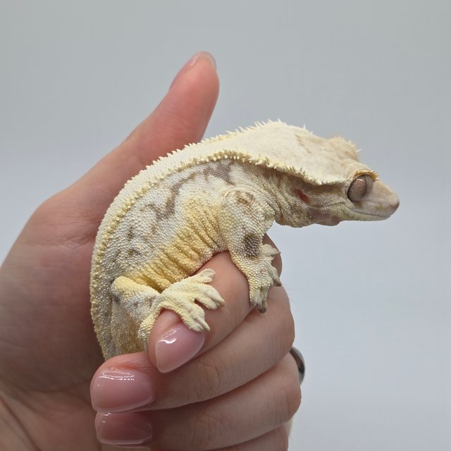 릴리화이트 풀핀