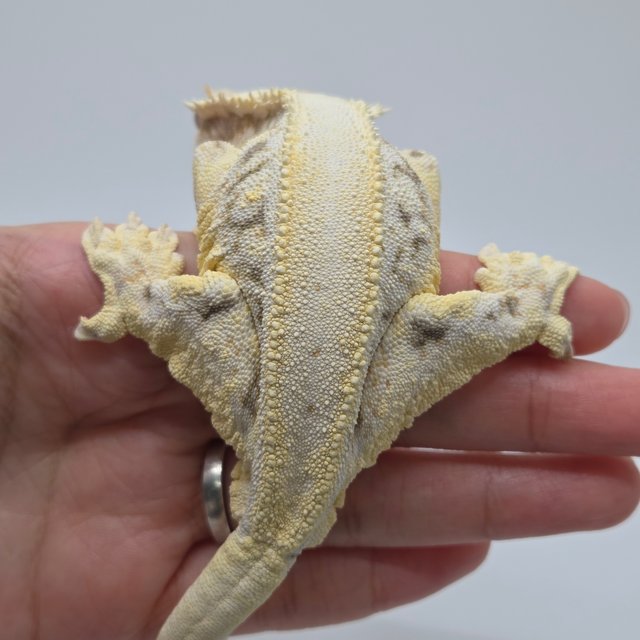 릴리화이트 풀핀