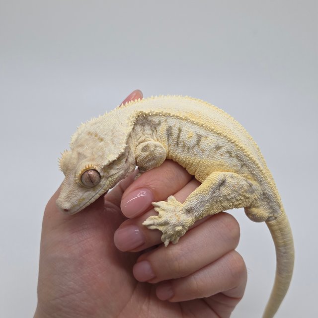 릴리화이트 풀핀