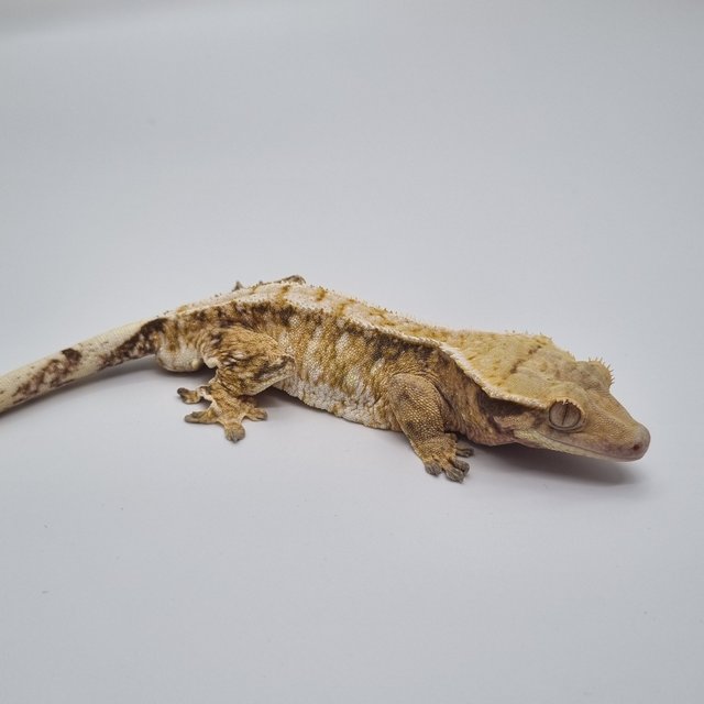 트라이 화이트스팟