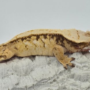 노멀 트라이 드리피 쿼드 화이트스팟