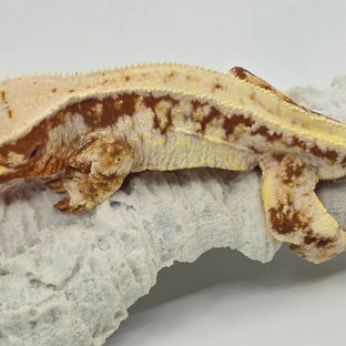 릴리화이트 레드