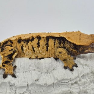 노멀 트라이 화이트스팟 텐저린