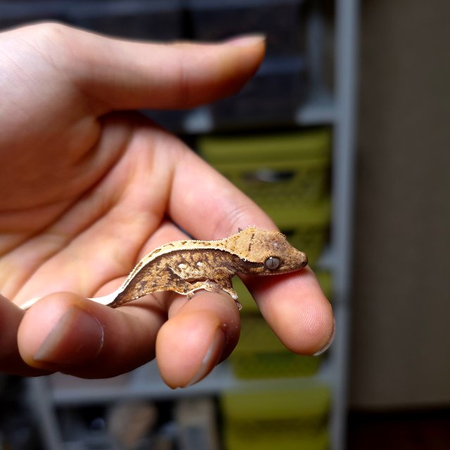 노멀 트라이 쿼드 풀핀 화이트스팟