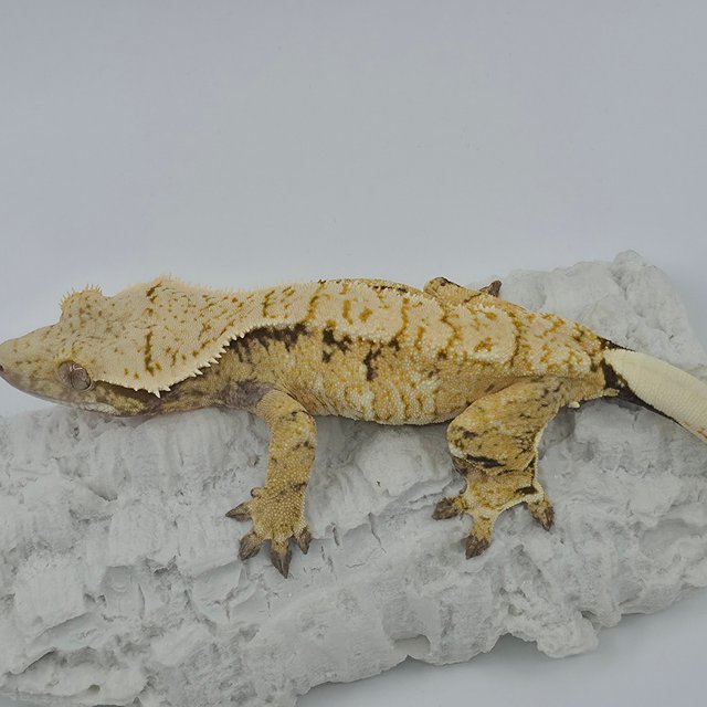 노멀 트라이 드리피 화이트스팟 익스트림할리퀸