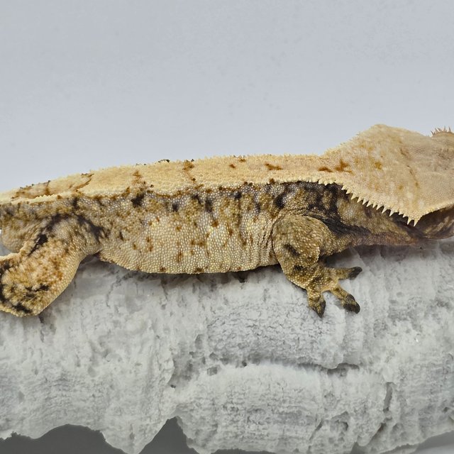 노멀 트라이 드리피 화이트스팟 쿼드 익스트림할리퀸