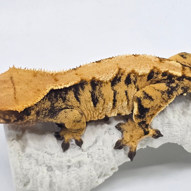 노멀 트라이 화이트스팟 텐저린