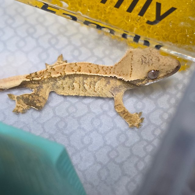 노멀 트라이 드리피 화이트스팟