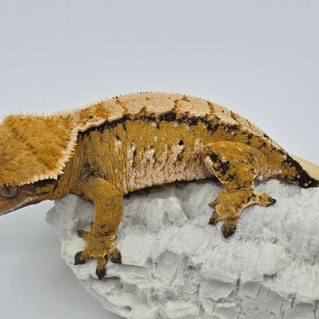 노멀 트라이 화이트스팟 익스트림할리퀸 텐저린