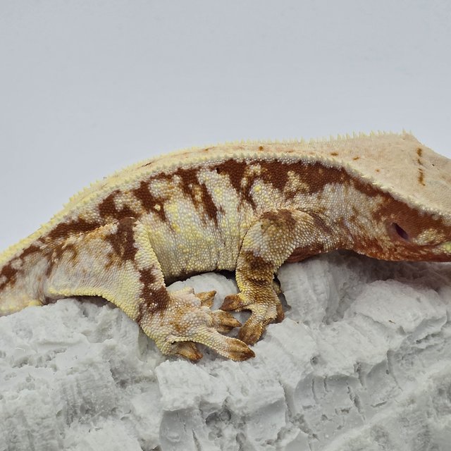 릴리화이트 레드