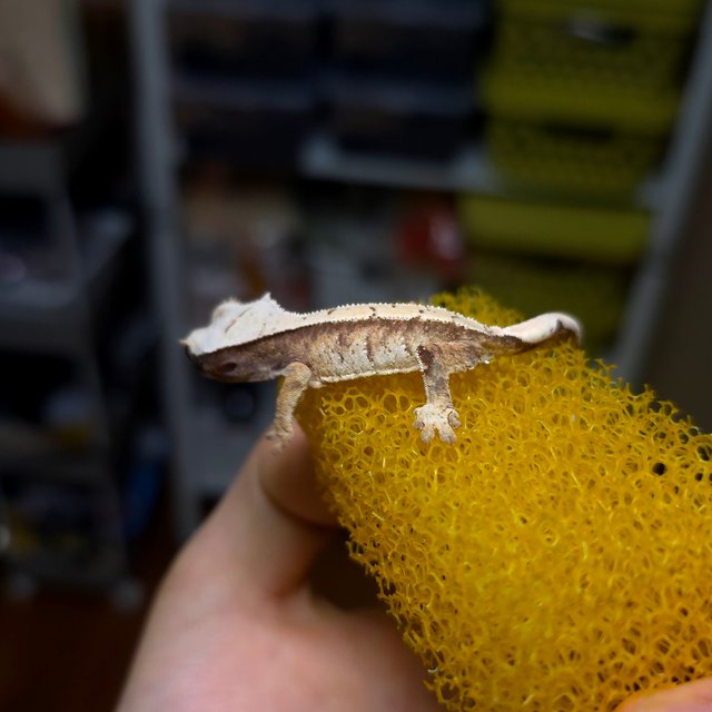 노멀 트라이 화이트스팟 익스트림할리퀸 화이트