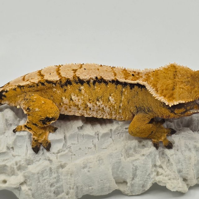 노멀 트라이 화이트스팟 익스트림할리퀸 텐저린