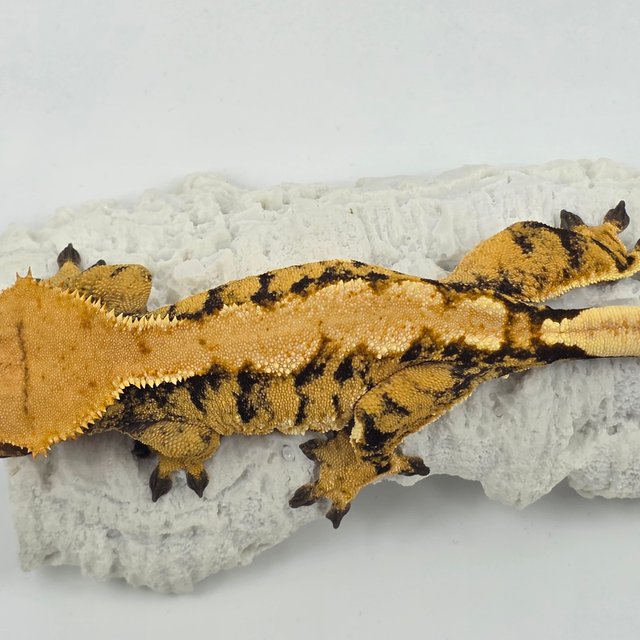 노멀 트라이 화이트스팟 텐저린