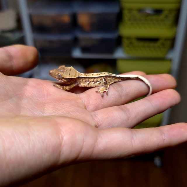 노멀 트라이 쿼드 풀핀 화이트스팟