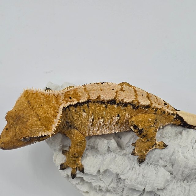 노멀 트라이 화이트스팟 익스트림할리퀸 텐저린